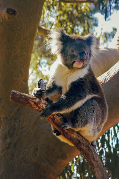 a-hanging-grey-koala-in-yanchep-national-park