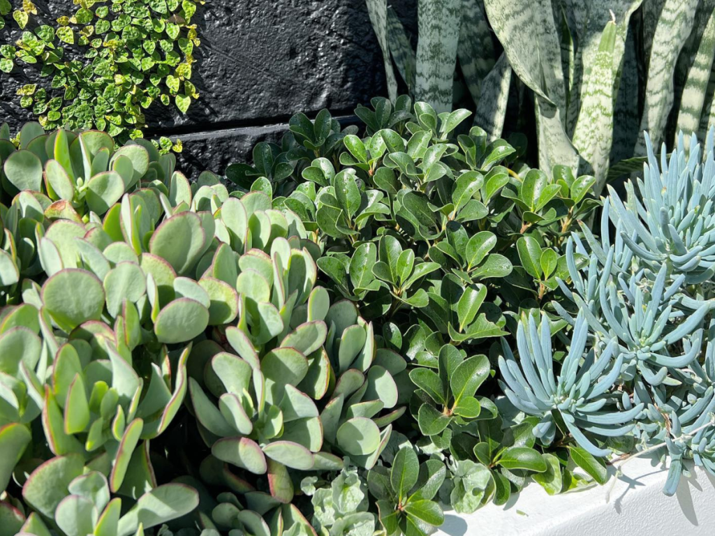 Plant choices